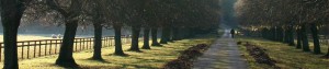 Jack Burns Online -- Dark Road Lined With Trees